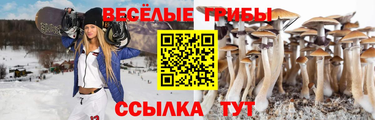сколько стоит  Псилоцибиновые грибы GOLDEN TEACHER  Вход с VPN  Иркутск 